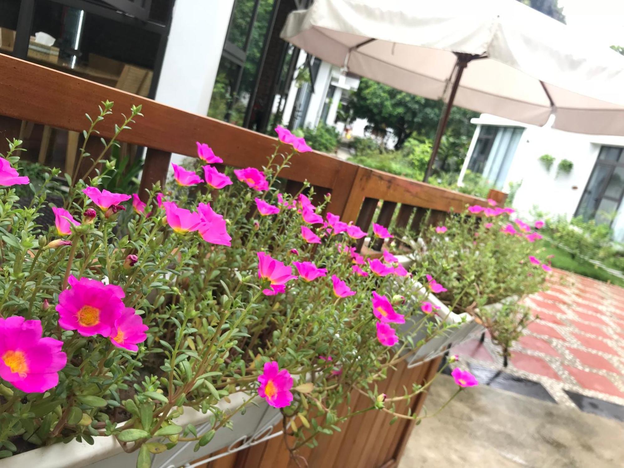 Готель Tam Coc Boutique Garden Ніньбінь Екстер'єр фото